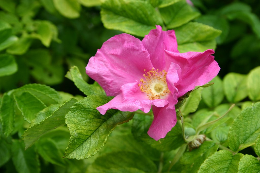 IMG-0433.JPG